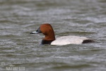 Pochard