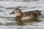 Pochard