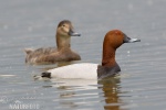 Pochard