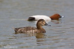 Pochard