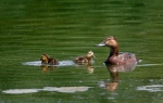 Pochard