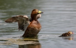 Pochard