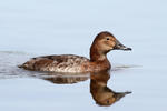 Pochard