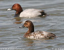 Pochard