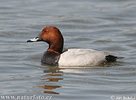 Pochard