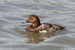 Pochard