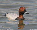 Pochard