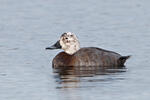 Pochard