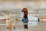 Pochard