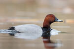 Pochard