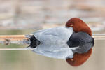 Pochard