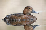 Pochard