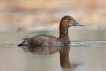 Pochard