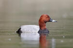 Pochard