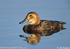 Pochard