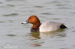 Pochard