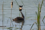 Podiceps cristatus