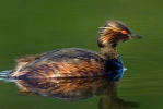 Podiceps nigricollis