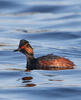 Podiceps nigricollis