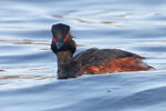 Podiceps nigricollis