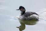 Podiceps nigricollis