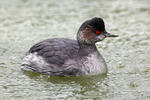 Podiceps nigricollis