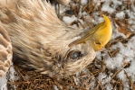 Poisoned White-tailed Eagle