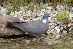 Porumbel gulerat