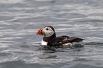 Puffin