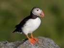 Puffin