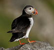 Puffin