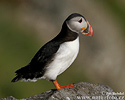 Puffin