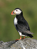 Puffin