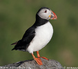 Puffin