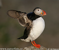 Puffin