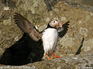 Puffin