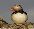 Puffin