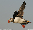 Puffin