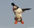 Puffin