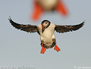 Puffin