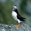 Puffin