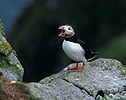 Puffin