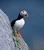 Puffin