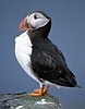 Puffin