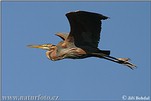 Purple Heron