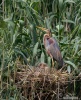 Purple Heron