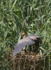 Purple Heron