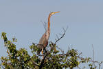 Purple Heron