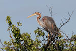 Purple Heron