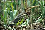 Purple Heron